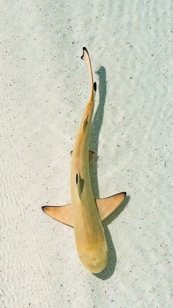 Shark